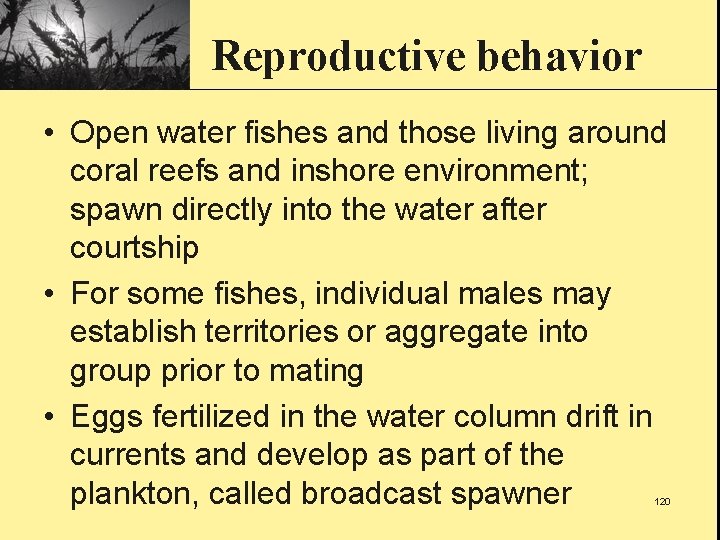 Reproductive behavior • Open water fishes and those living around coral reefs and inshore