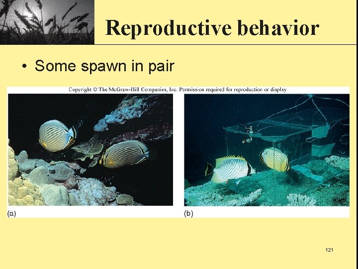 Reproductive behavior • Some spawn in pair 121 