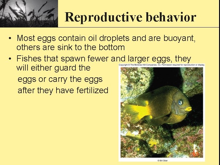 Reproductive behavior • Most eggs contain oil droplets and are buoyant, others are sink
