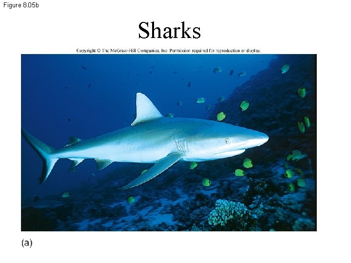 Figure 8. 05 b Sharks 