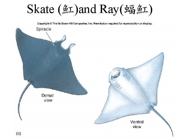 Skate (魟)and Ray(蝠魟) 