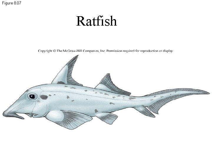 Figure 8. 07 Ratfish 