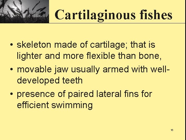 Cartilaginous fishes • skeleton made of cartilage; that is lighter and more flexible than