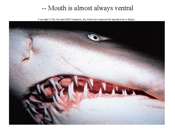 -- Mouth is almost always ventral 