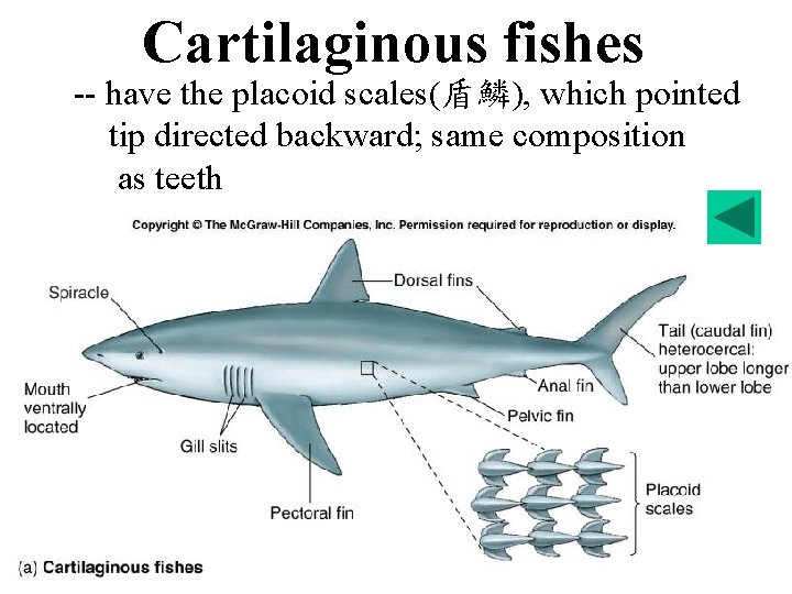 Cartilaginous fishes -- have the placoid scales(盾鱗), which pointed tip directed backward; same composition