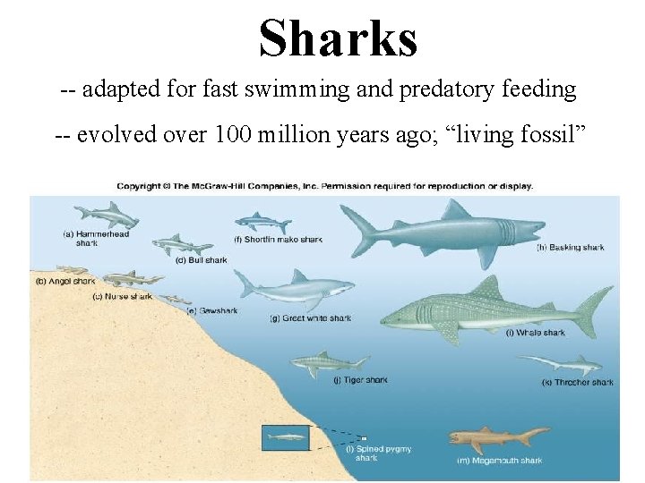Sharks -- adapted for fast swimming and predatory feeding -- evolved over 100 million
