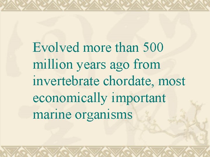 Evolved more than 500 million years ago from invertebrate chordate, most economically important marine