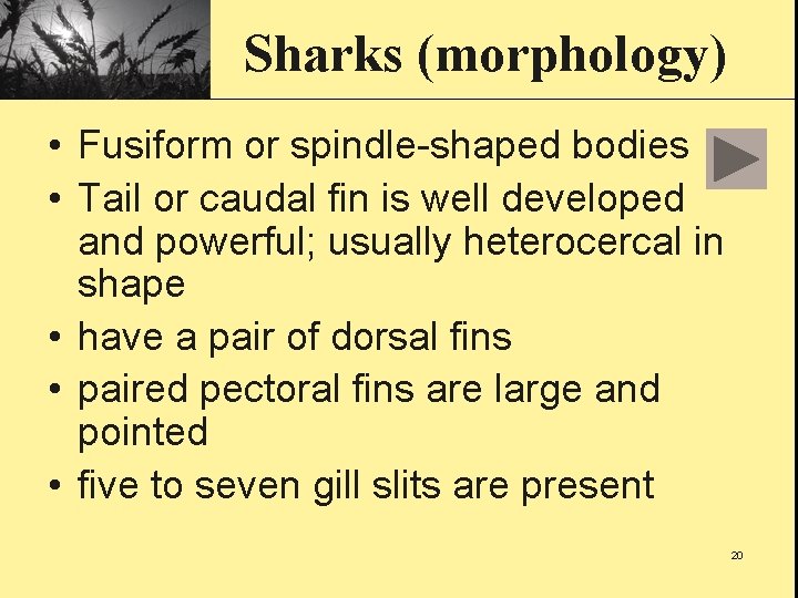 Sharks (morphology) • Fusiform or spindle-shaped bodies • Tail or caudal fin is well