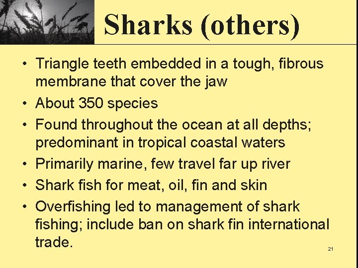 Sharks (others) • Triangle teeth embedded in a tough, fibrous membrane that cover the
