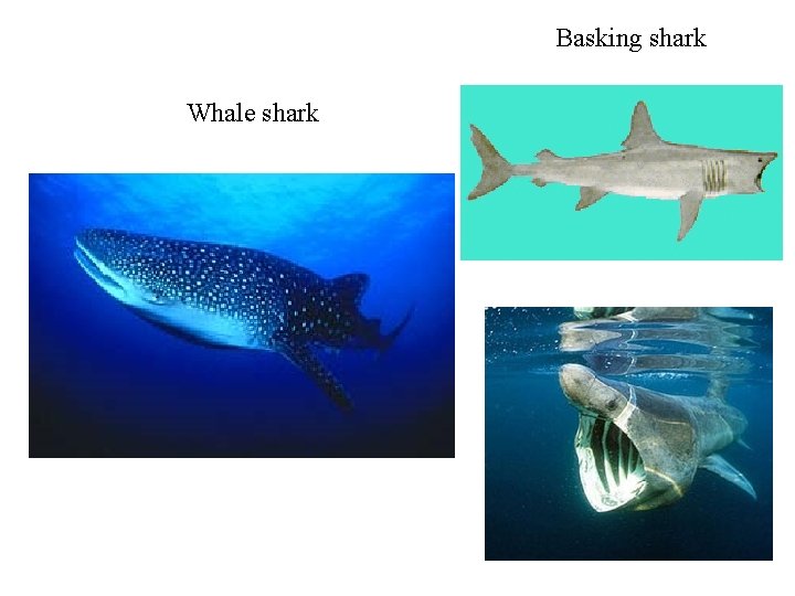 Basking shark Whale shark 