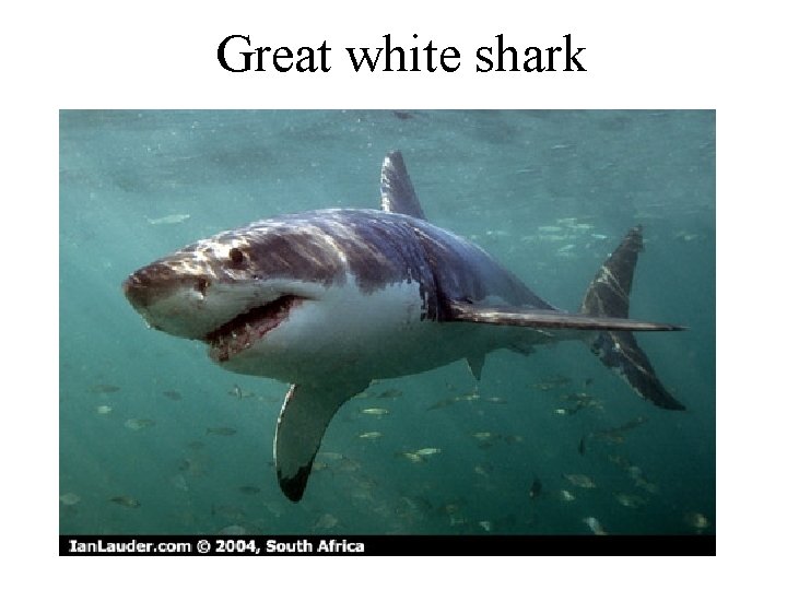 Great white shark 