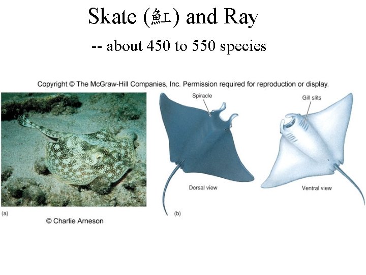 Skate (魟) and Ray -- about 450 to 550 species 