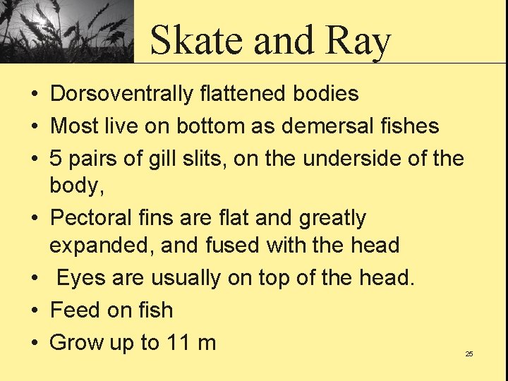 Skate and Ray • Dorsoventrally flattened bodies • Most live on bottom as demersal