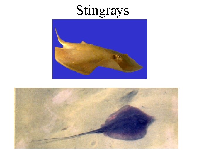Stingrays 