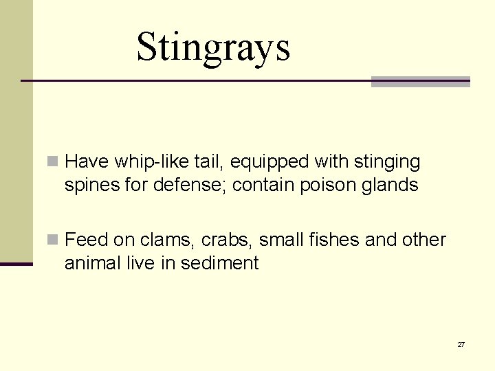 Stingrays n Have whip-like tail, equipped with stinging spines for defense; contain poison glands