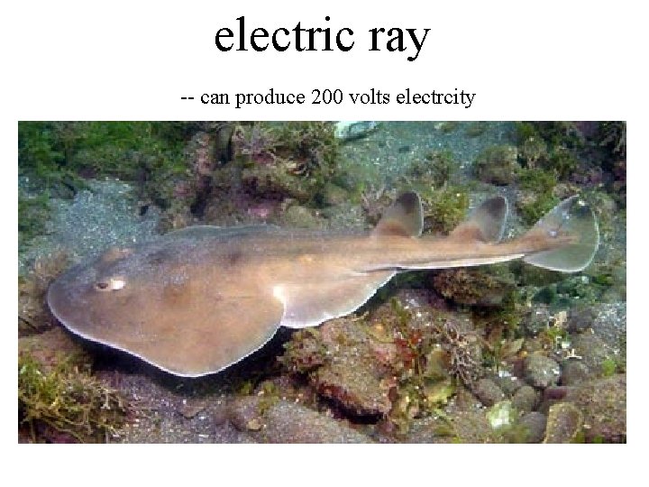 electric ray -- can produce 200 volts electrcity 