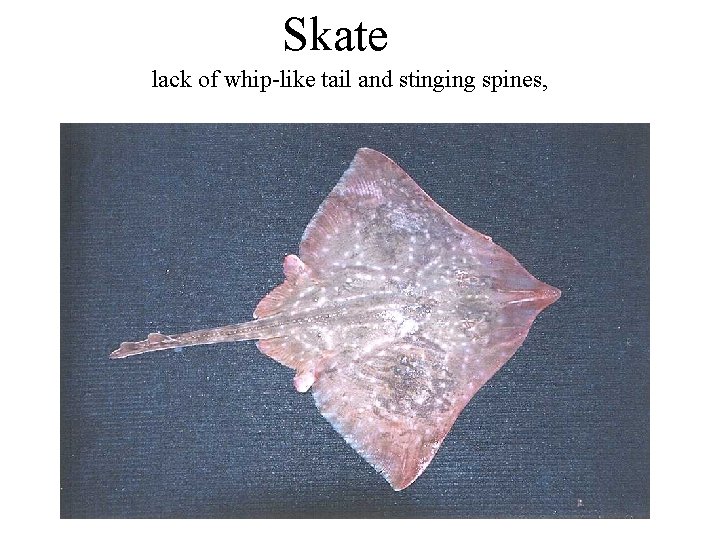 Skate lack of whip-like tail and stinging spines, 