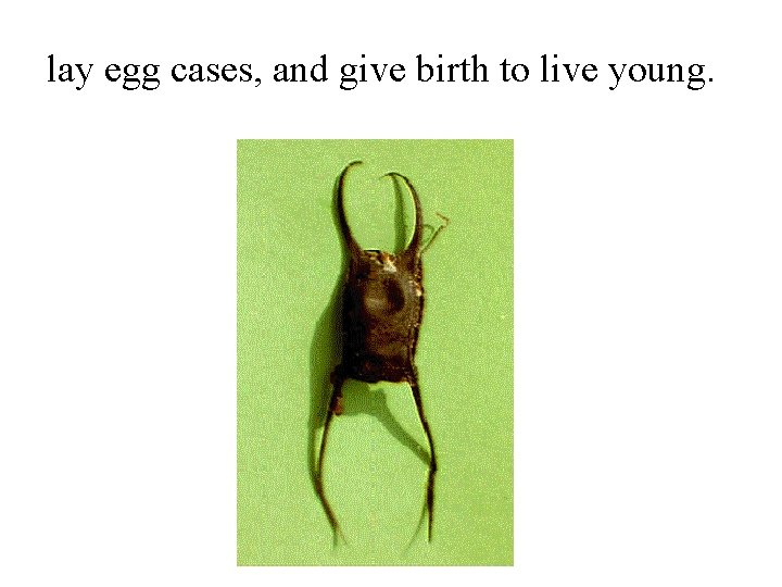 lay egg cases, and give birth to live young. 