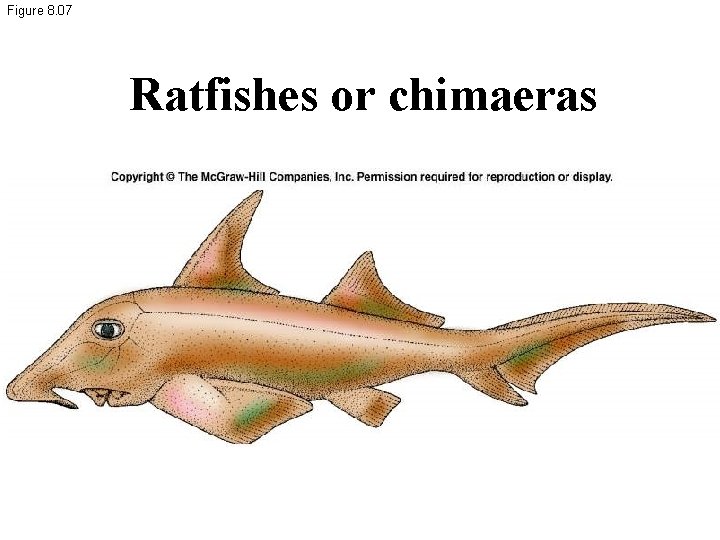 Figure 8. 07 Ratfishes or chimaeras 