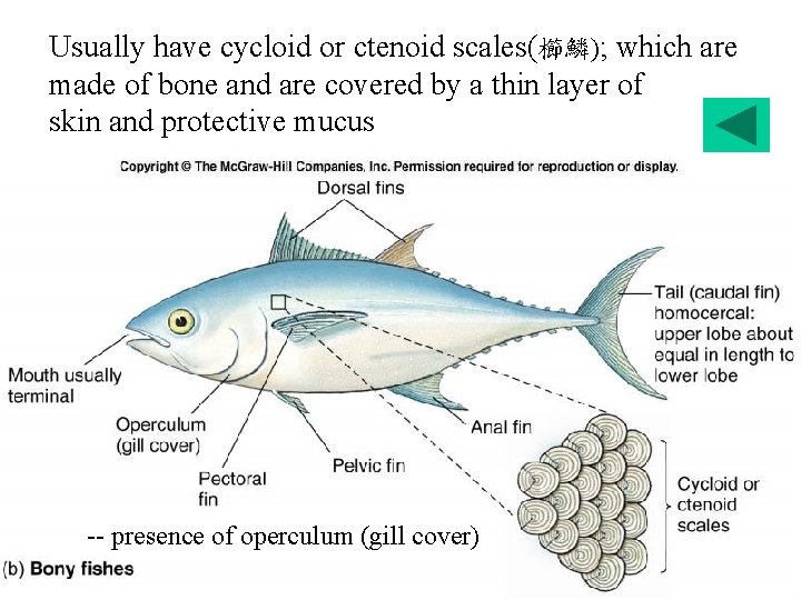 Usually have cycloid or ctenoid scales(櫛鱗); which are made of bone and are covered