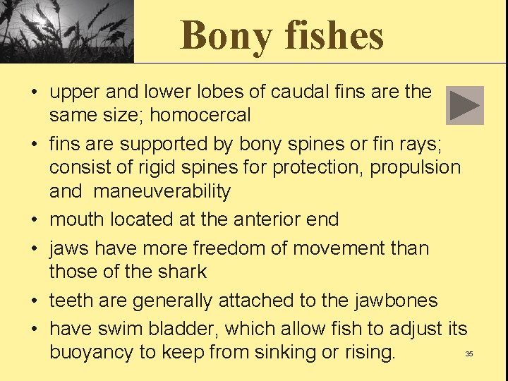 Bony fishes • upper and lower lobes of caudal fins are the same size;