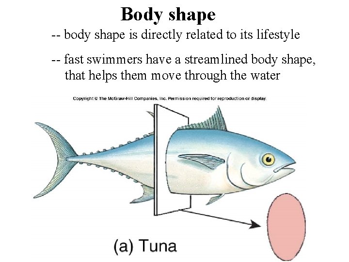 Body shape -- body shape is directly related to its lifestyle -- fast swimmers