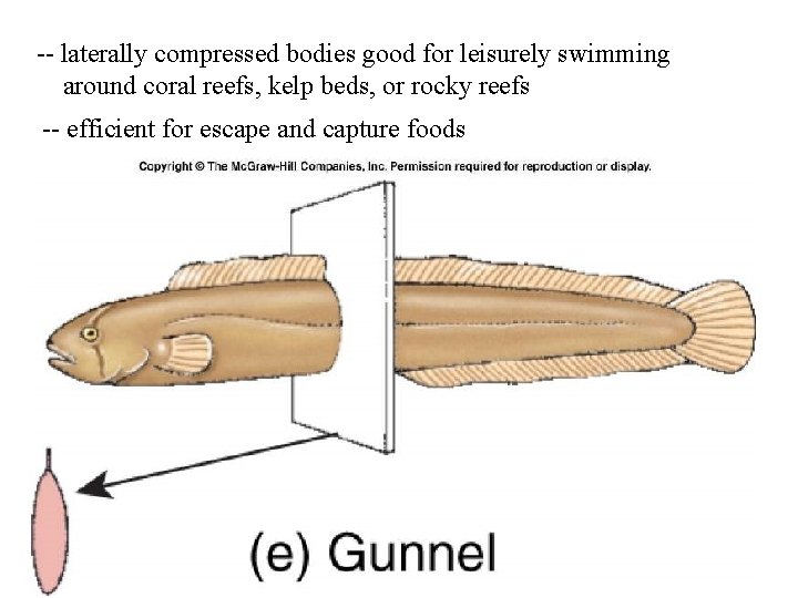 -- laterally compressed bodies good for leisurely swimming around coral reefs, kelp beds, or