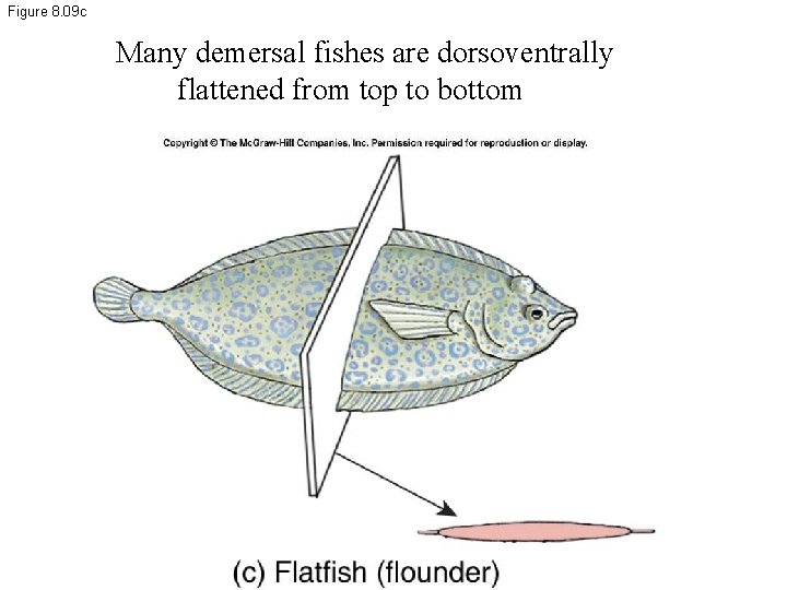 Figure 8. 09 c Many demersal fishes are dorsoventrally flattened from top to bottom
