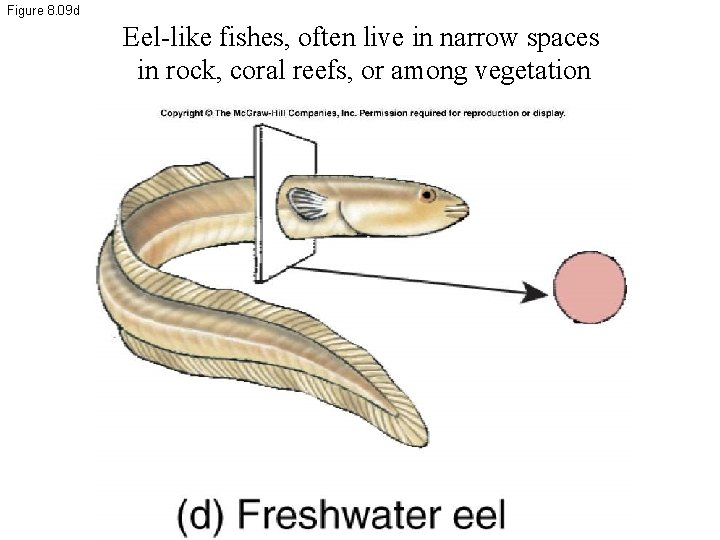 Figure 8. 09 d Eel-like fishes, often live in narrow spaces in rock, coral