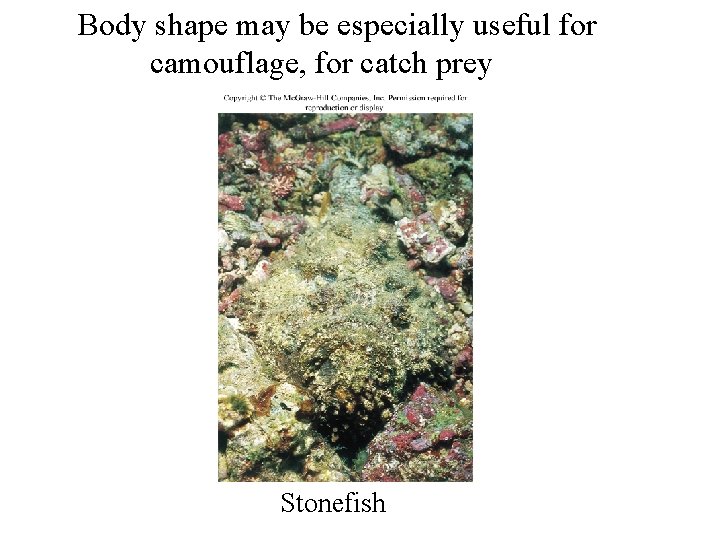 Body shape may be especially useful for camouflage, for catch prey Stonefish 