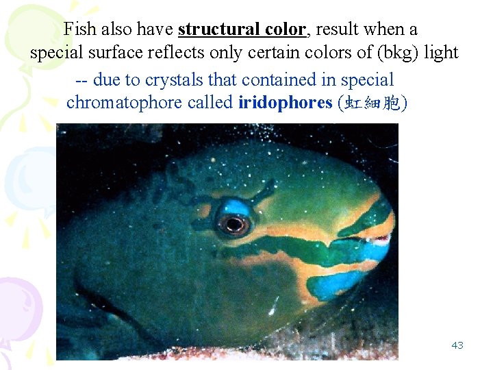 Fish also have structural color, result when a special surface reflects only certain colors