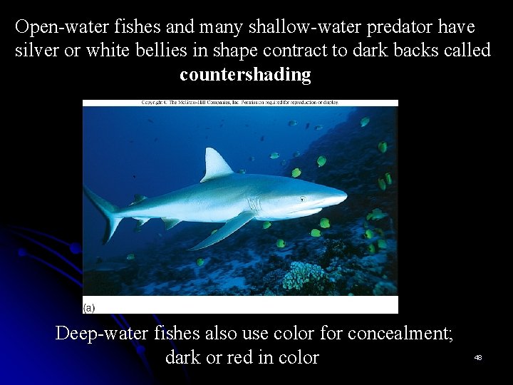 Open-water fishes and many shallow-water predator have silver or white bellies in shape contract