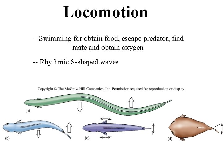 Locomotion -- Swimming for obtain food, escape predator, find mate and obtain oxygen --