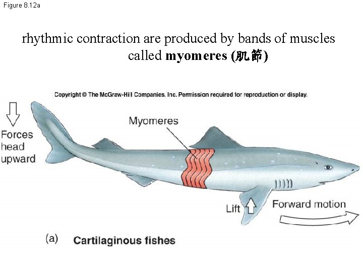 Figure 8. 12 a rhythmic contraction are produced by bands of muscles called myomeres