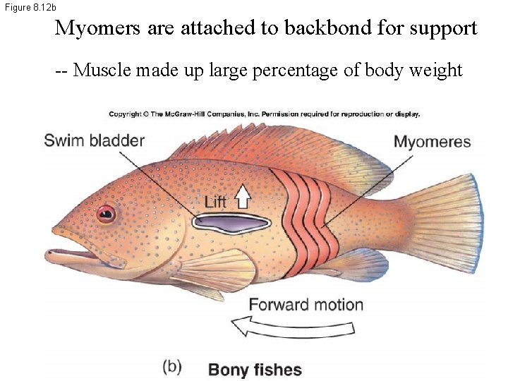 Figure 8. 12 b Myomers are attached to backbond for support -- Muscle made
