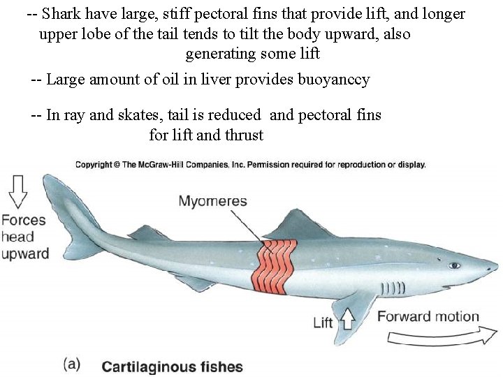 -- Shark have large, stiff pectoral fins that provide lift, and longer upper lobe
