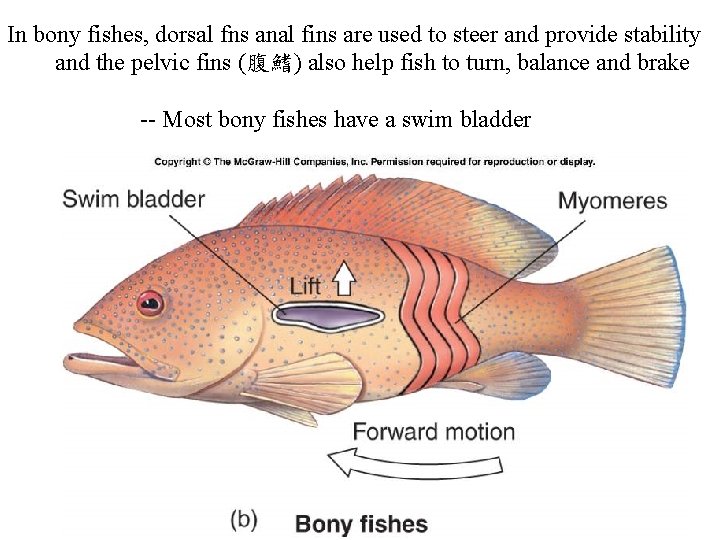 In bony fishes, dorsal fns anal fins are used to steer and provide stability
