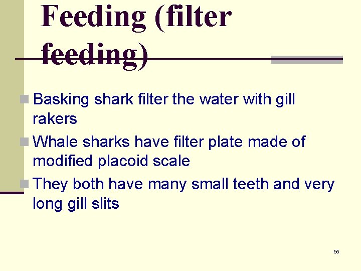 Feeding (filter feeding) n Basking shark filter the water with gill rakers n Whale