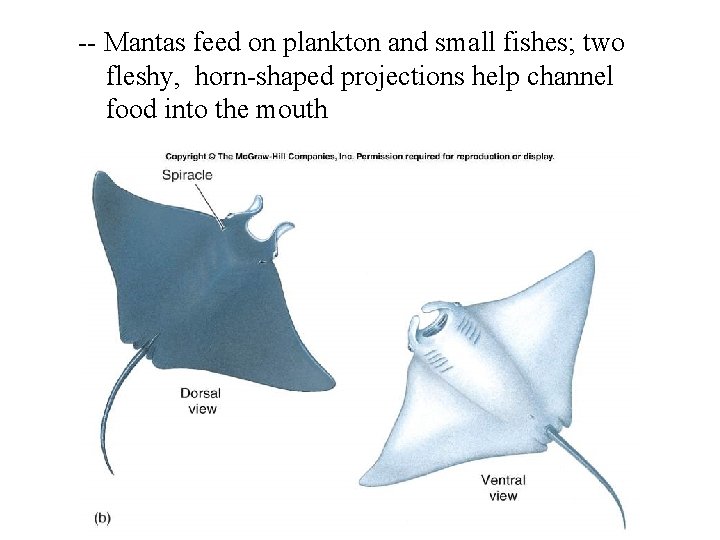 -- Mantas feed on plankton and small fishes; two fleshy, horn-shaped projections help channel
