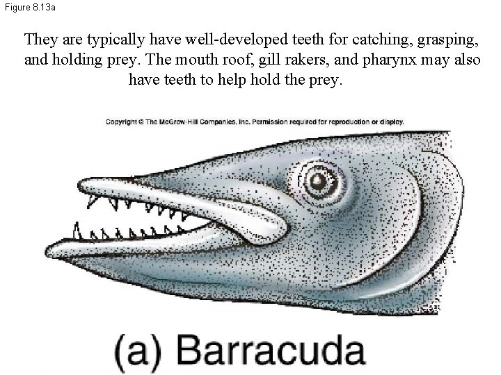 Figure 8. 13 a They are typically have well-developed teeth for catching, grasping, and