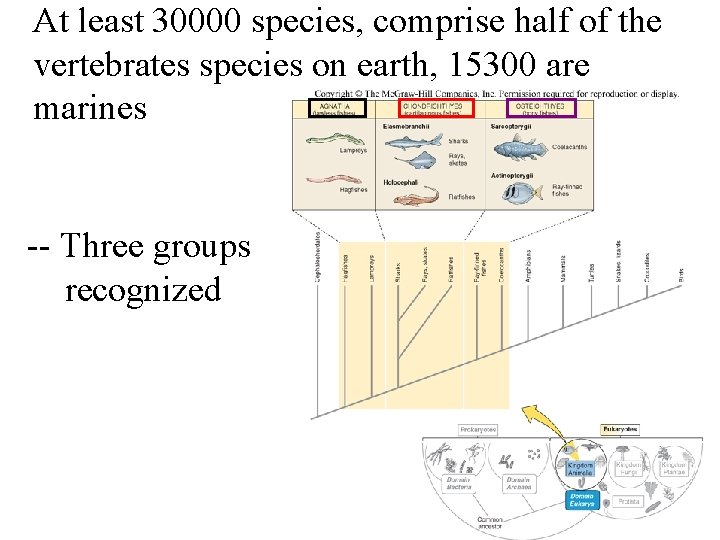 At least 30000 species, comprise half of the vertebrates species on earth, 15300 are