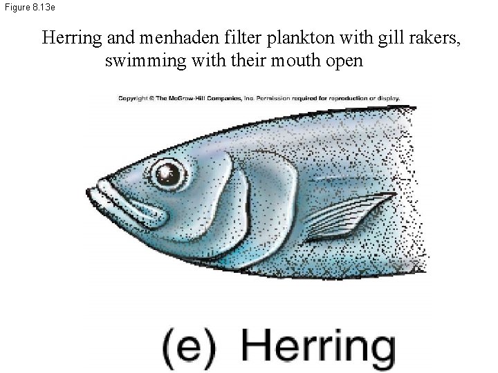 Figure 8. 13 e Herring and menhaden filter plankton with gill rakers, swimming with