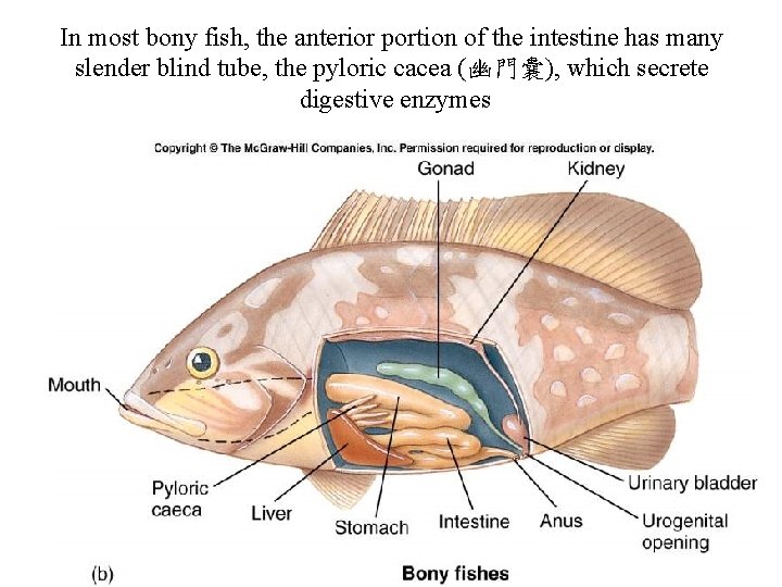 In most bony fish, the anterior portion of the intestine has many slender blind