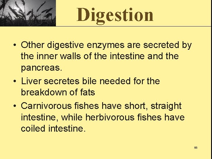 Digestion • Other digestive enzymes are secreted by the inner walls of the intestine