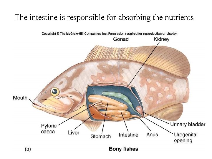The intestine is responsible for absorbing the nutrients 
