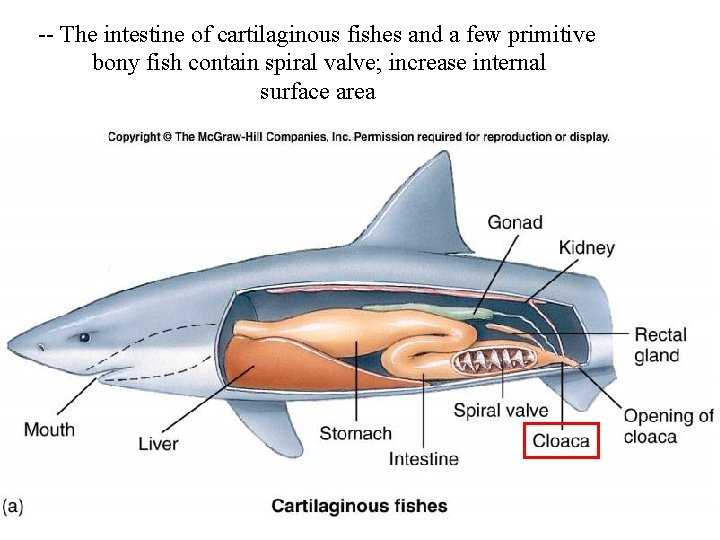 -- The intestine of cartilaginous fishes and a few primitive bony fish contain spiral