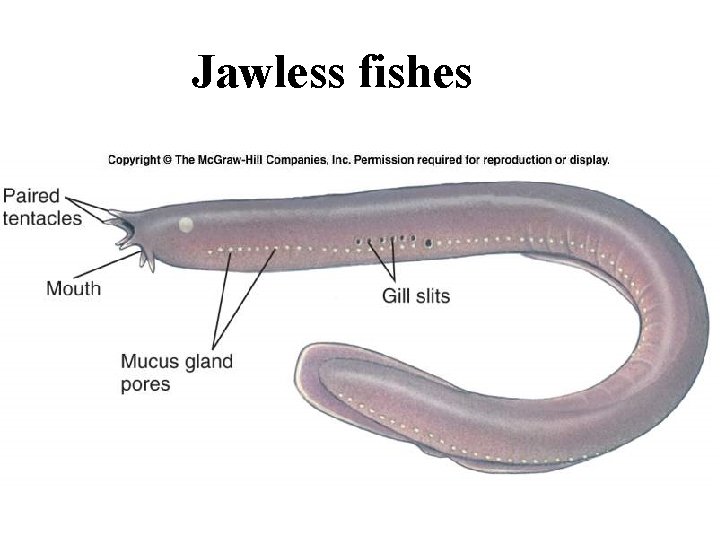 Jawless fishes 