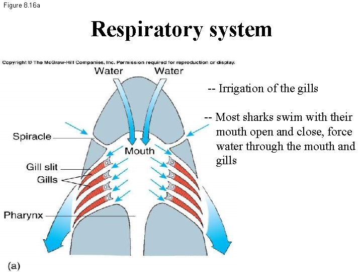 Figure 8. 16 a Respiratory system -- Irrigation of the gills -- Most sharks