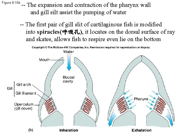 Figure 8. 16 b -- The expansion and contraction of the pharynx wall and
