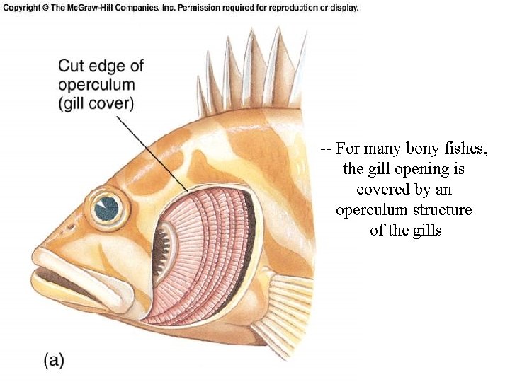 Figure 8. 17 a -- For many bony fishes, the gill opening is covered